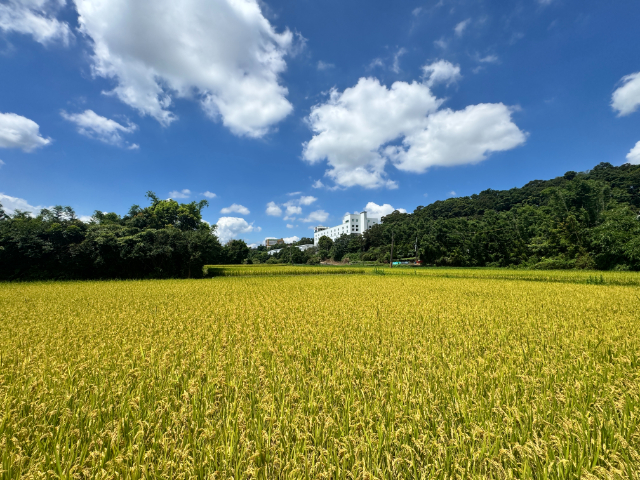 大溪 大圳段農地,桃園市大溪區員東路