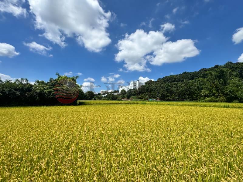 大溪 大圳段農地,桃園市大溪區員東路